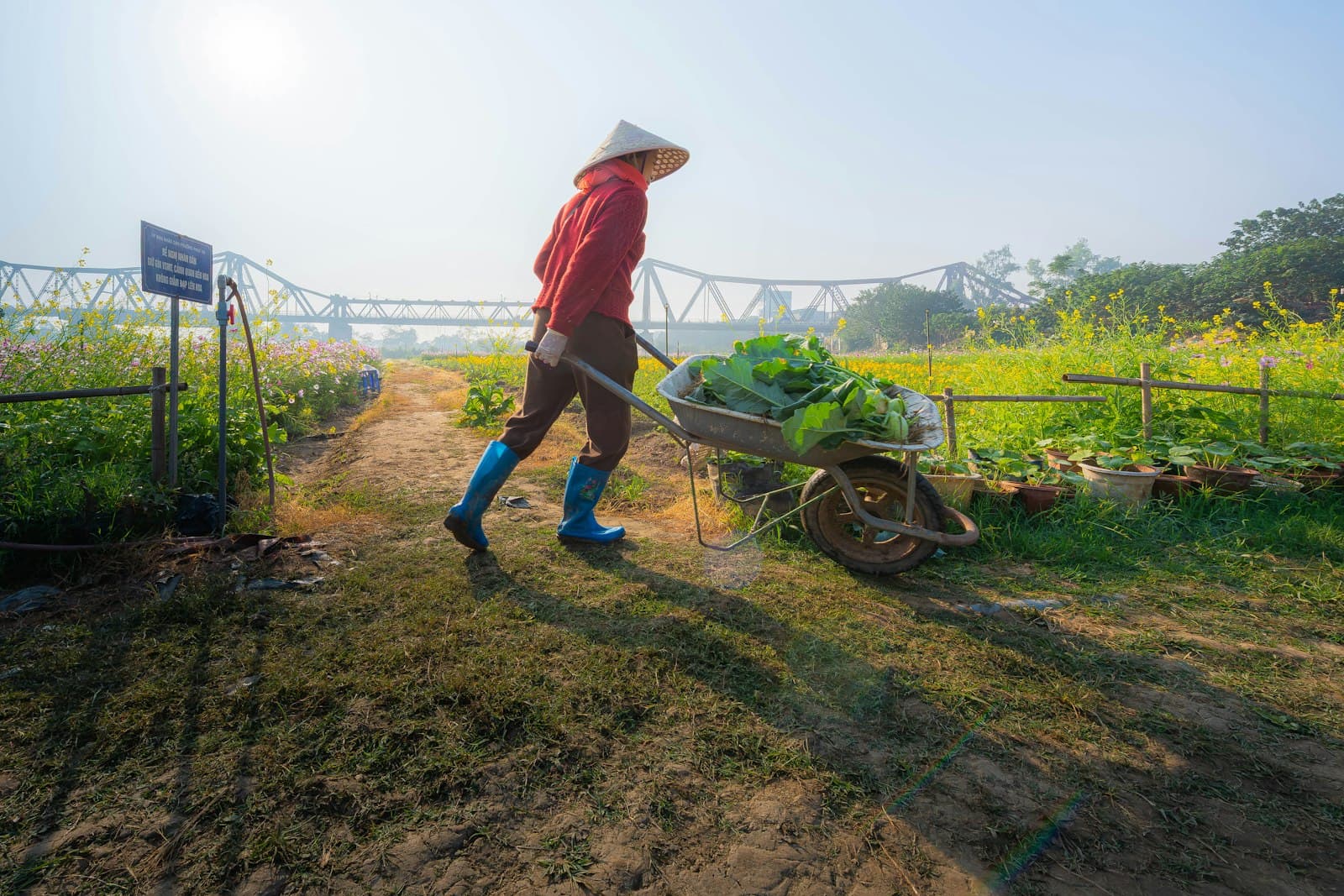 Một sáng ở vườn cải của anh Tư Lành, Củ Chi